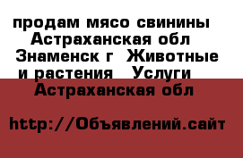 продам мясо свинины - Астраханская обл., Знаменск г. Животные и растения » Услуги   . Астраханская обл.